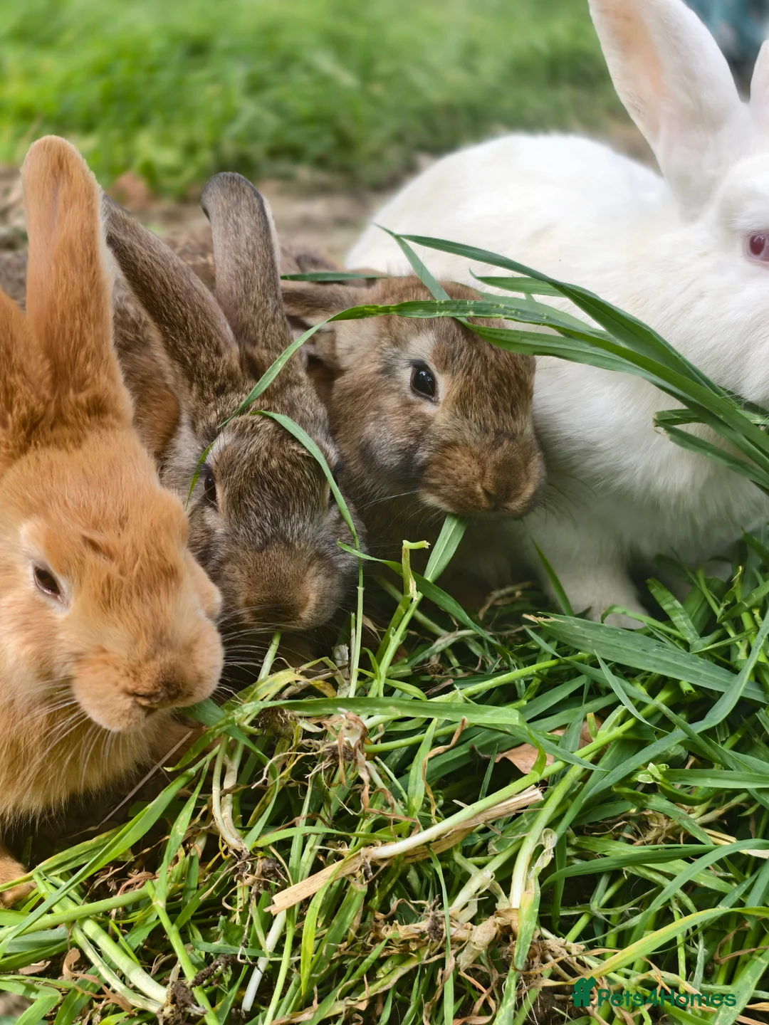 New Zealand rabbits for sale: Mixed year and gender new zealand rabbits free - Advert 19