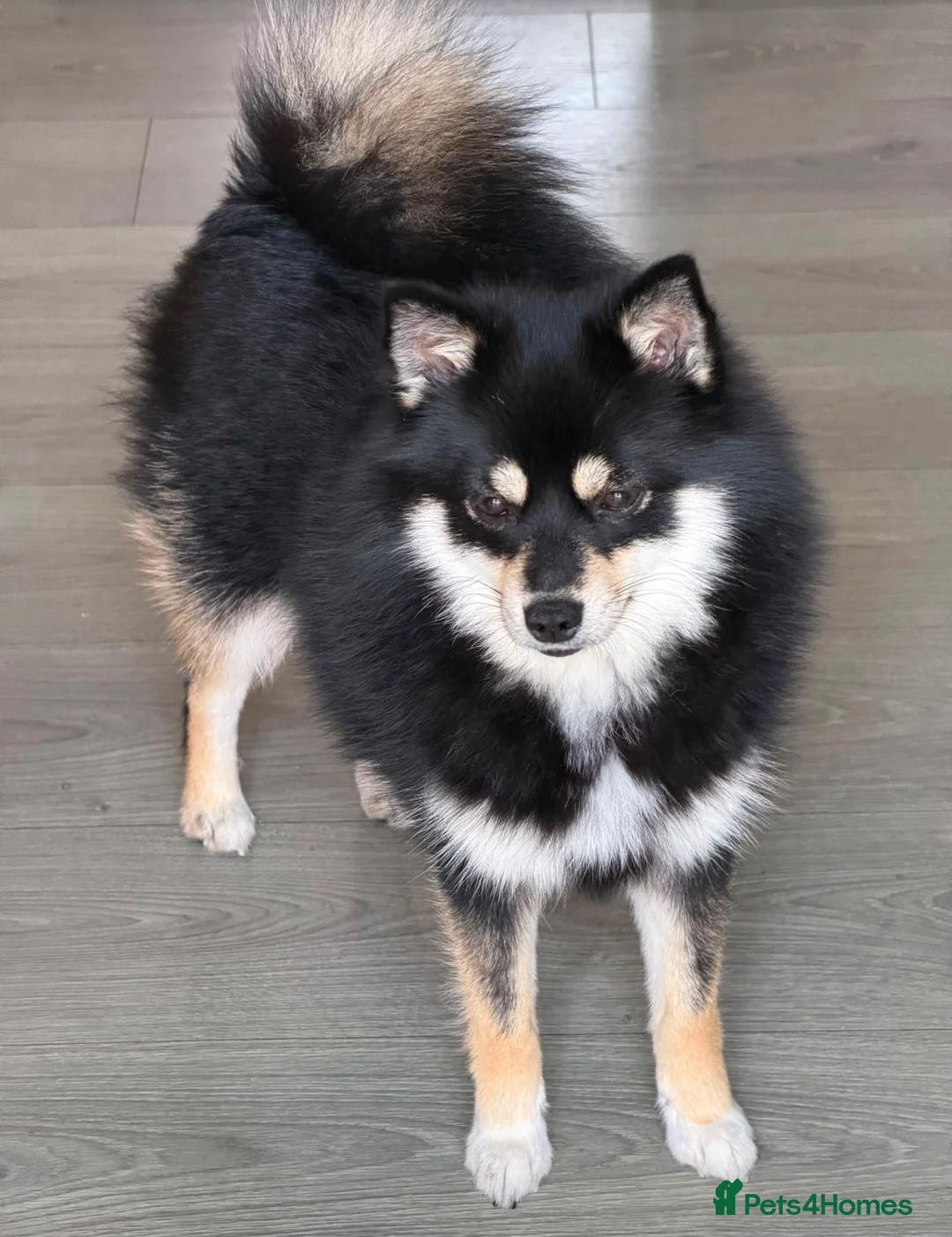 Pomeranian dogs for sale: Girl Pomeranian for sale (£650) - Advert 6