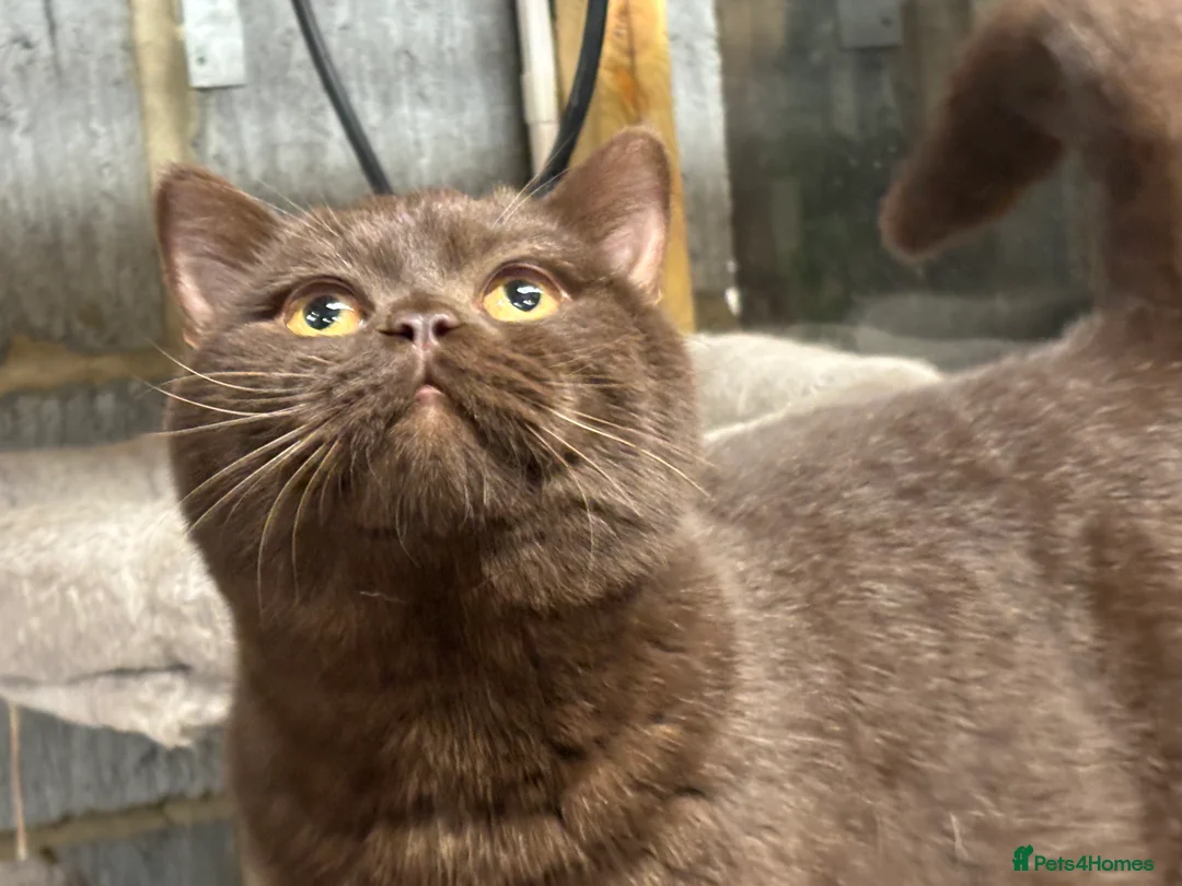 British Shorthair cats for stud: Gorgeous GCCF/TICA Chocolate Male for STUD ONLY  - Advert 4