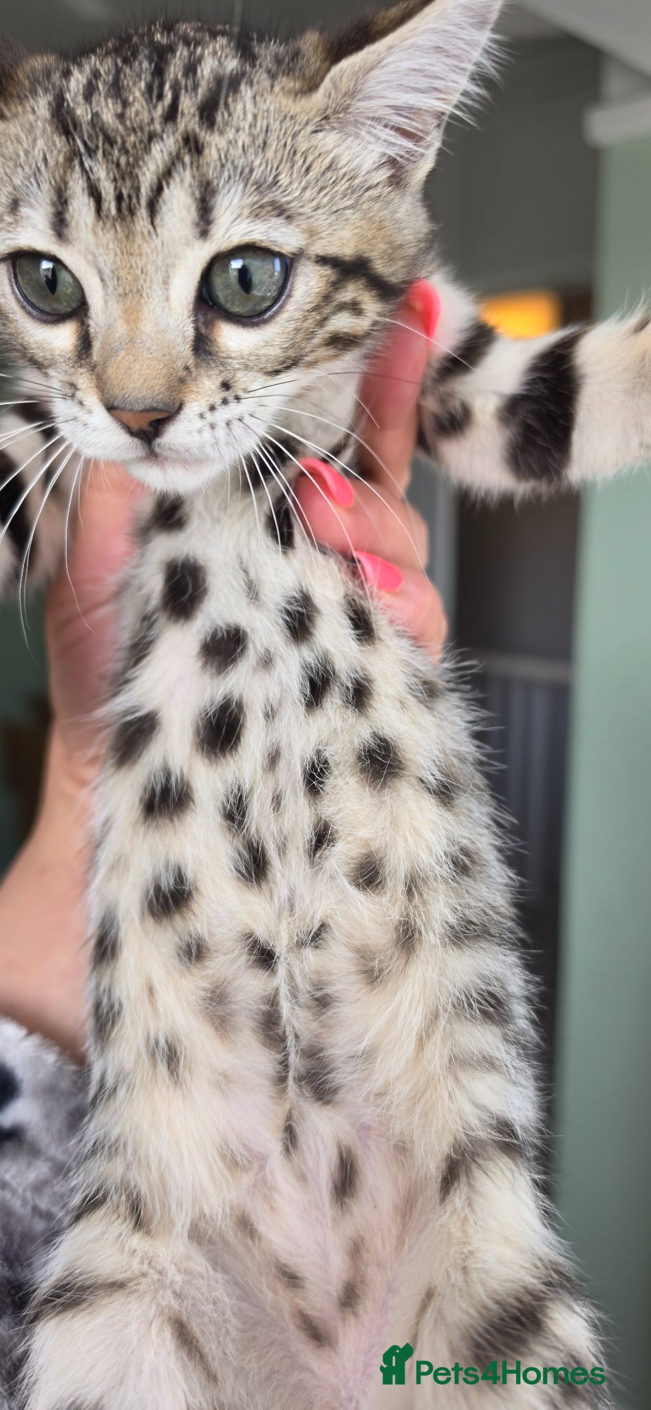 Bengal cats 9 weeks old bengal TICA registered kitens  - Advert 2