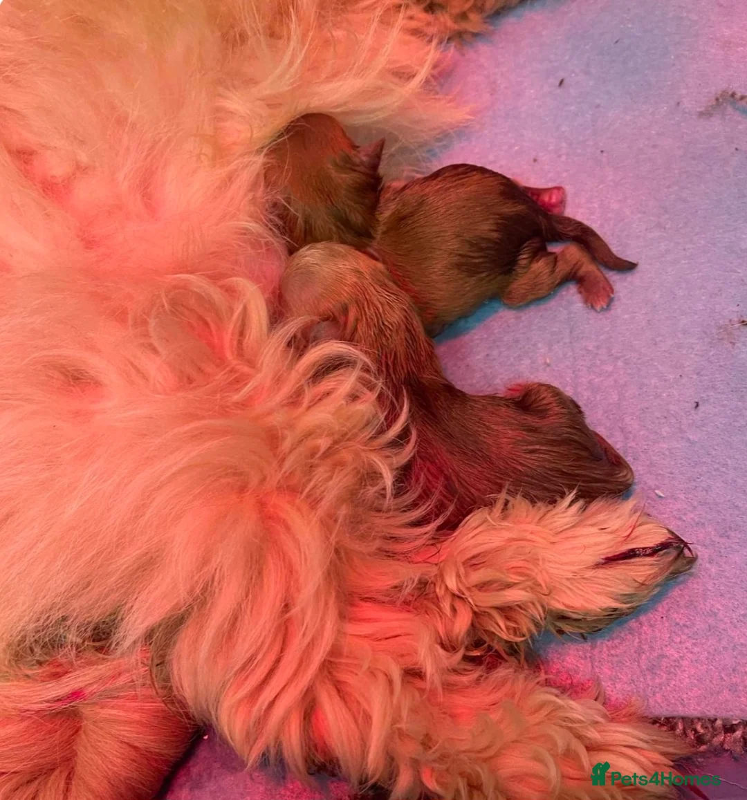 Shih Tzu dogs for sale: KC Registered Chocolate Imperial Shih Tzu Puppies - Advert 8