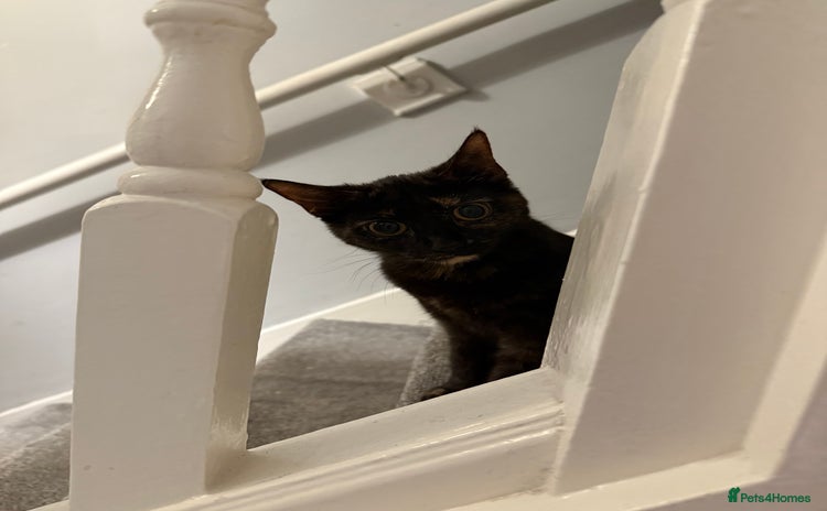 Mixed Breed cats - Advert 2