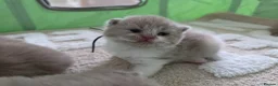British Shorthair cats for sale: 🏆 CHAMPION SIRED BRITISH SHORTHAIR KITTENS 🏆  - Advert 4