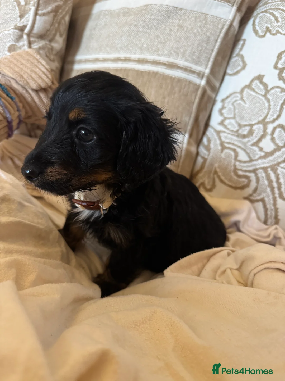 Miniature Dachshund dogs for sale: Miniature dachshunds - Advert 15