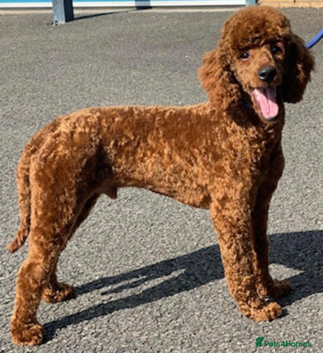 Mixed Breed dogs for sale: Baby girl available  - Advert 9