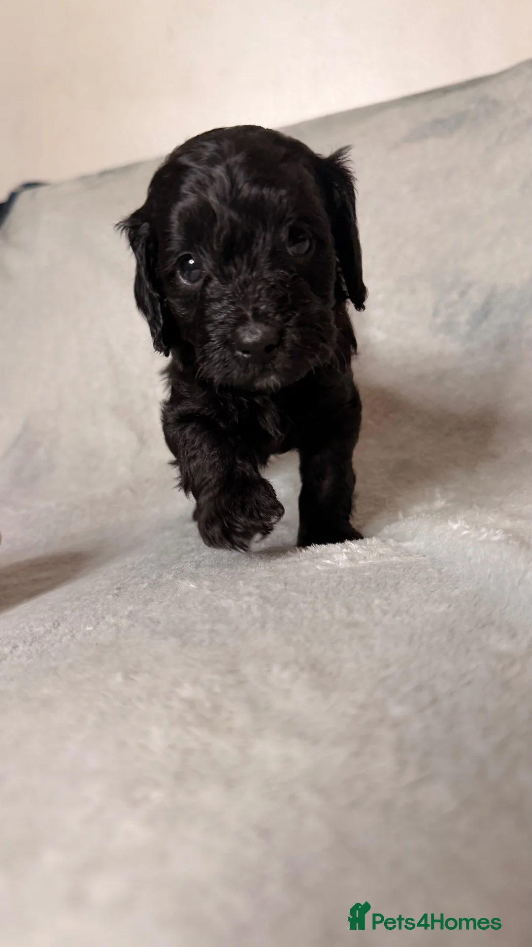 Cockapoo dogs for sale: Cockapoo Puppies – Taking Reservations 🐾 - Advert 1