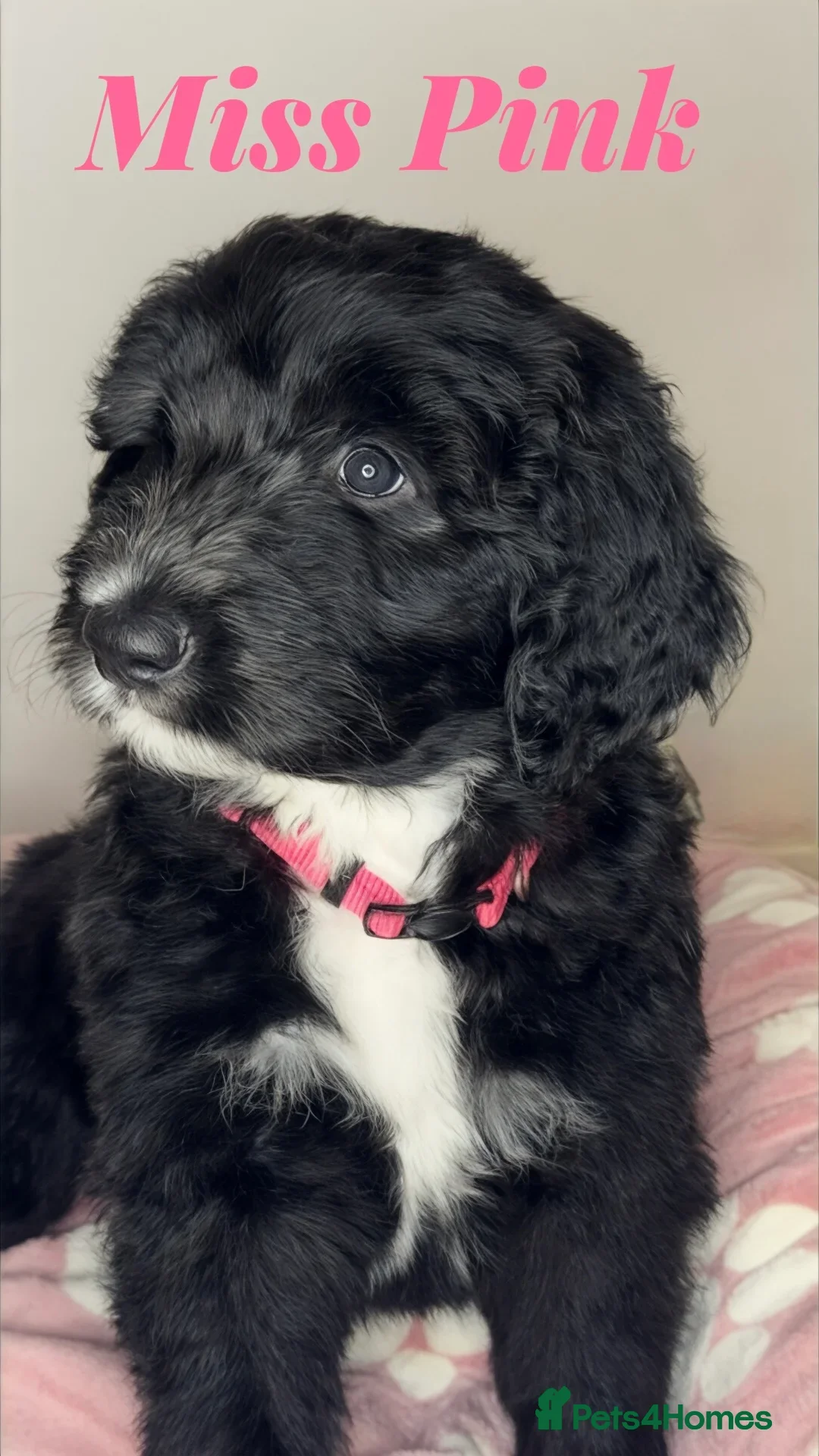 Sheepadoodle dogs for sale: Tuxedo Sheepadoodle puppies  - Advert 4