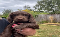 Cocker Spaniel dogs for sale: Working cocker puppy - Image 2