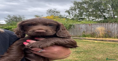 Cocker Spaniel dogs - Advert 1