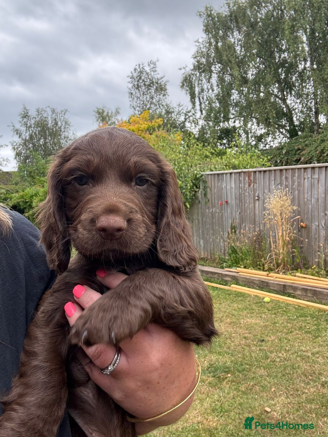 Cocker Spaniel dogs for sale: Working cocker puppy - Image 2
