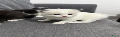 Kitten 2