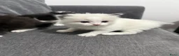 Ragdoll cats for sale: Stunning 3/4 Ragdolls Kittens - Advert 19
