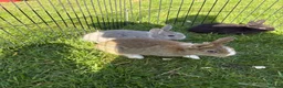 Dwarf Lop rabbits for sale: Beautiful and friendly babies - Advert 14