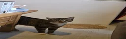 British Shorthair cats for sale: 10 month old tabby for sale - Advert 7