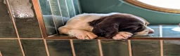 English Springer Spaniel dogs for sale: KC Registered English Springer Spaniel Puppies - Advert 8