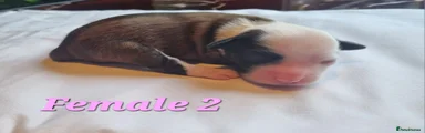 Tibetan Terrier Female 2 🩷
