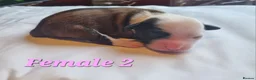 Tibetan Terrier dogs for sale: 7 Tibetan Terrier Puppies  - Advert 13