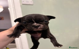 French Bulldog dogs for sale: French bulldogs  - Image 4