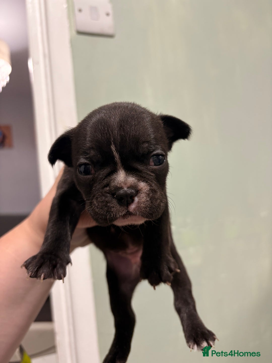 French Bulldog dogs for sale: French bulldogs  - Image 4