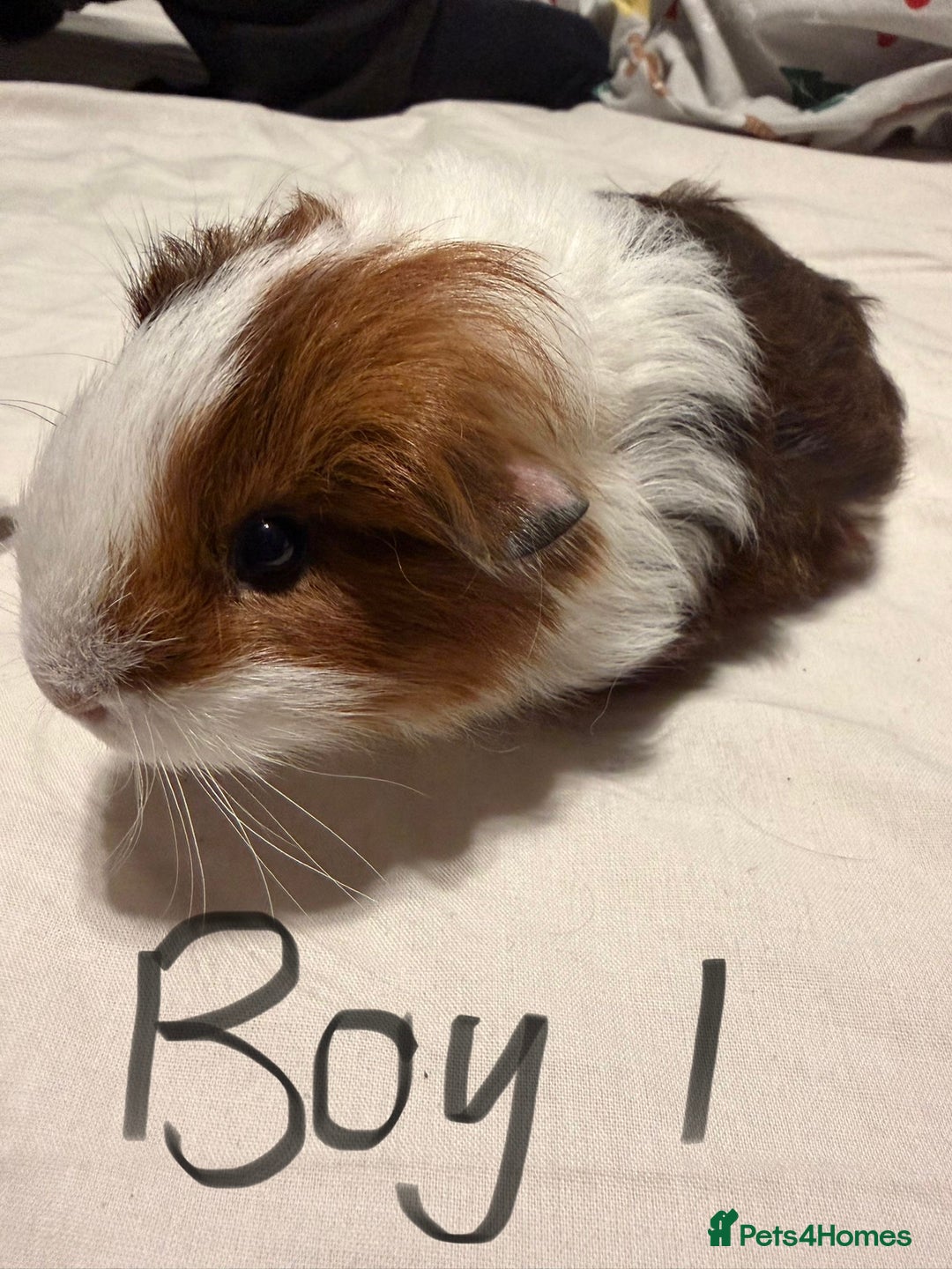 Guinea Pig rodents for sale: Guinea Pigs for sale - Advert 5