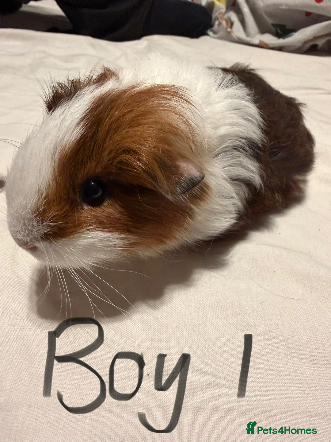 Guinea Pig rodents for sale: Guinea Pigs for sale - Advert 5
