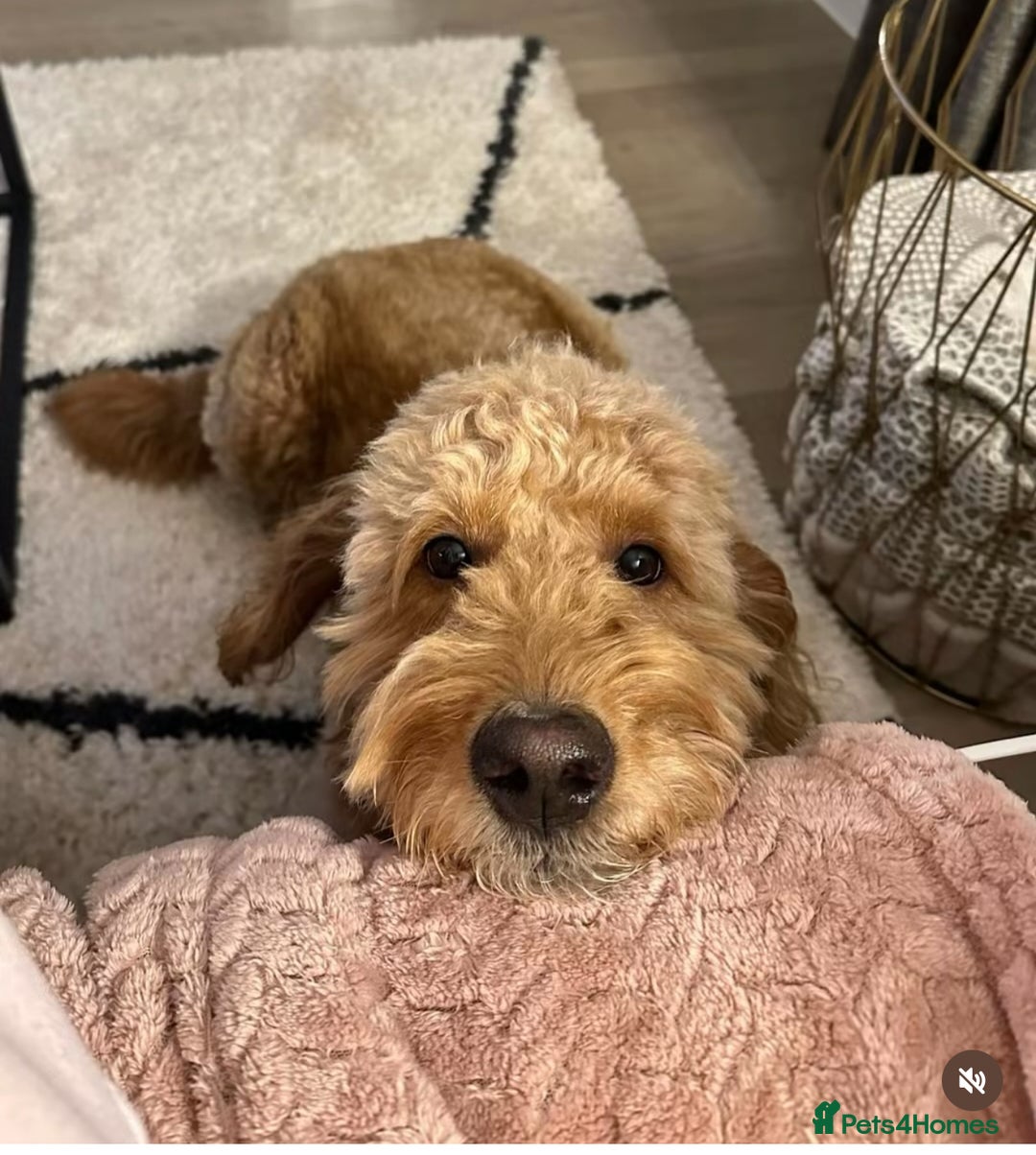 Goldendoodle dogs for stud: Proven Miniature Goldendoodle Stud – Noah 🐾 in London - Advert 5