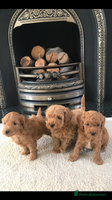 Cockapoo dogs - Advert 1