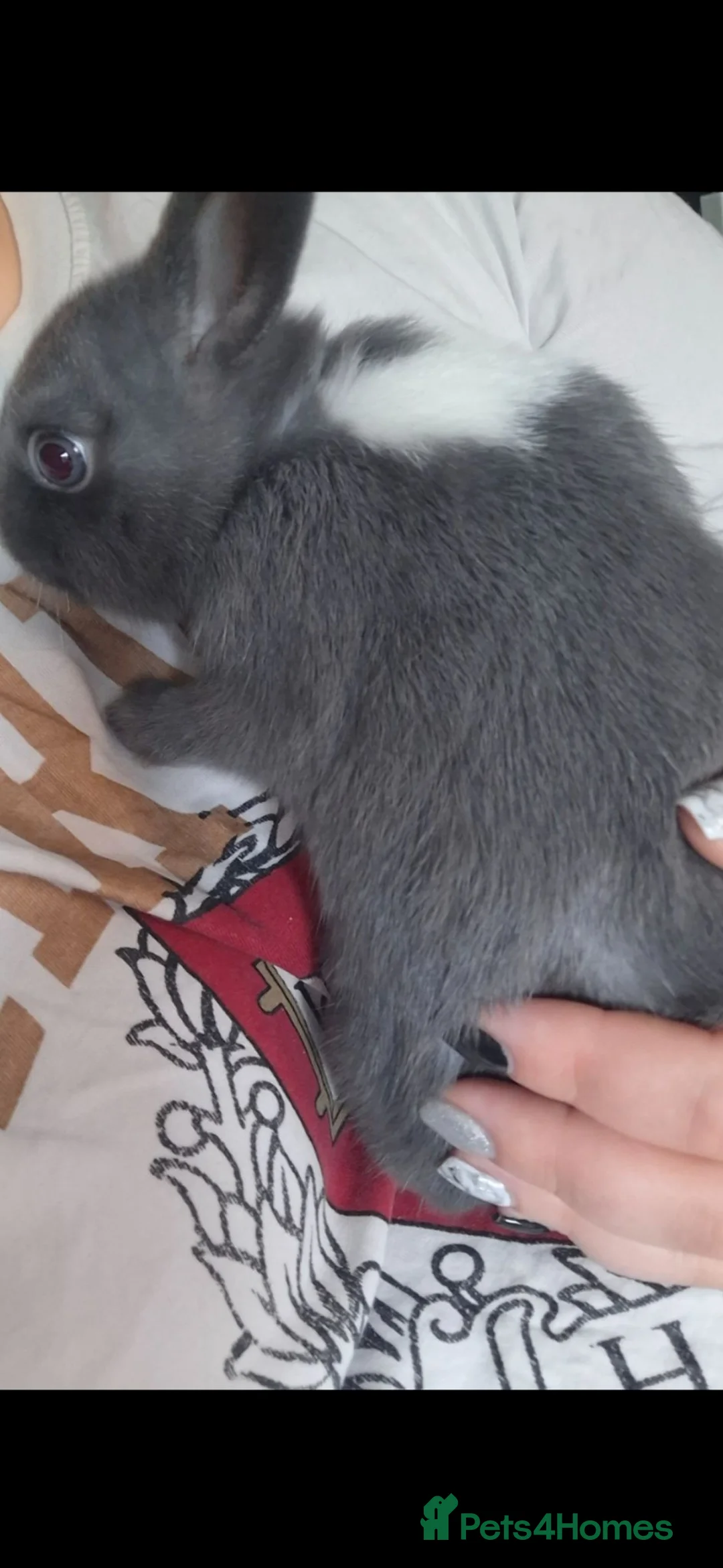 Mixed Breed rabbits for sale: 2 Female Sibling Rabbits - Advert 2