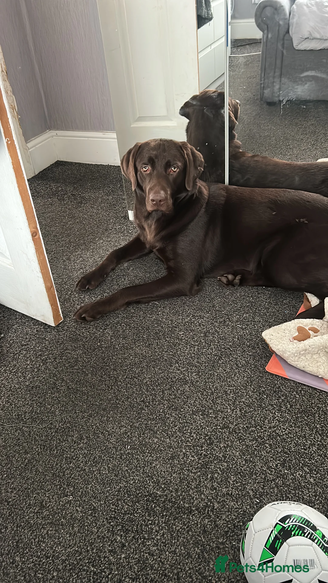 Labrador Retriever dogs for stud: Rolo  - Advert 1