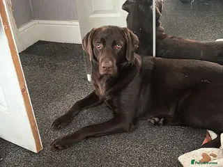 Labrador Retriever dogs Rolo - Advert 15