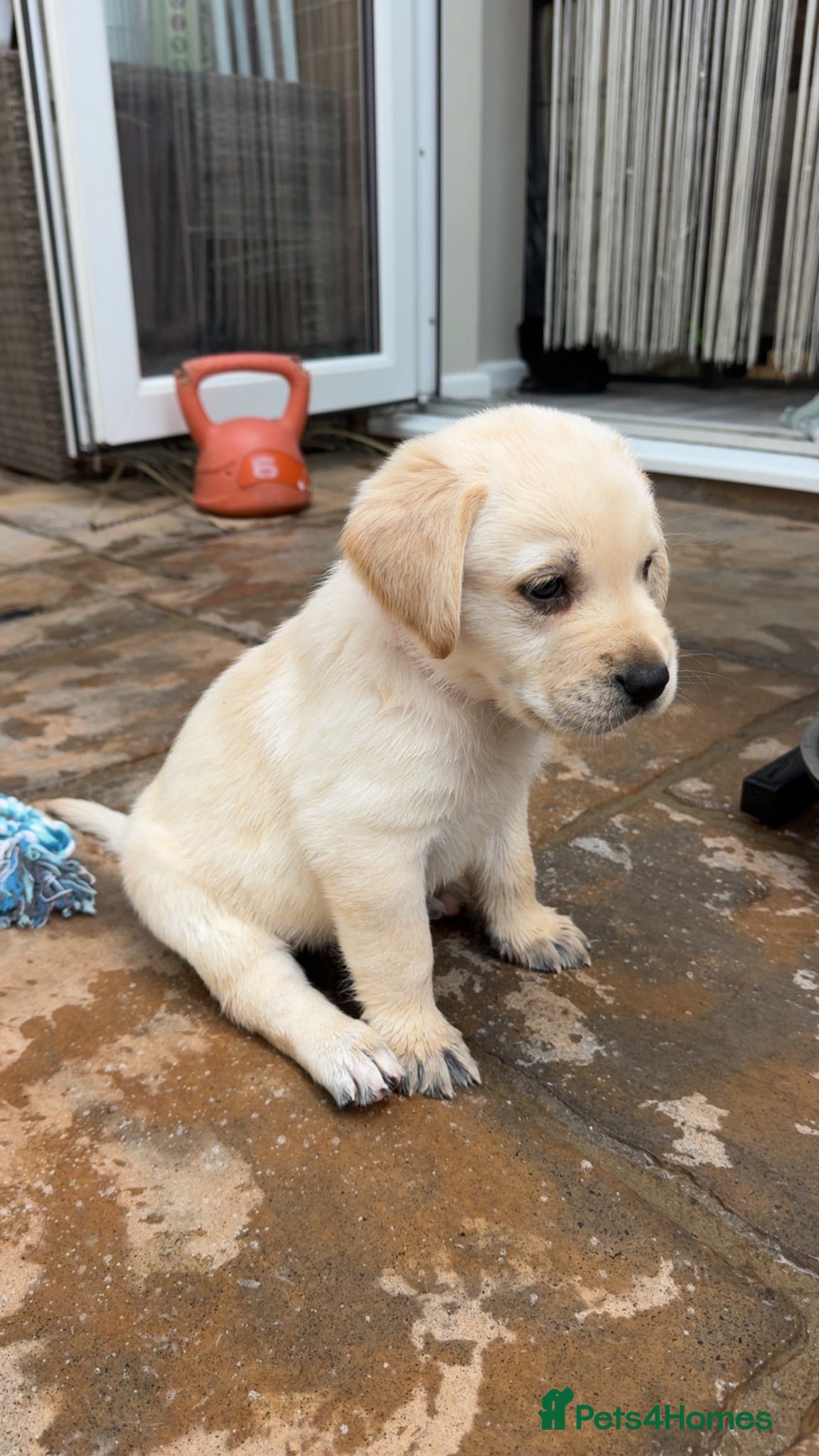 Goldador dogs GOLDADORABLES 💕 - Advert 1