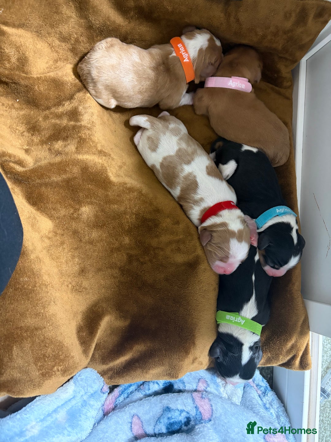 Cavalier King Charles Spaniel dogs for sale: Beautiful Cavalier King Charles Puppies - Advert 3