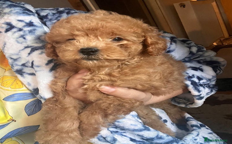 Maltipoo dogs - Advert 6