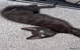 Mixed Breed cats for sale: Mother and daughter  - Image 2