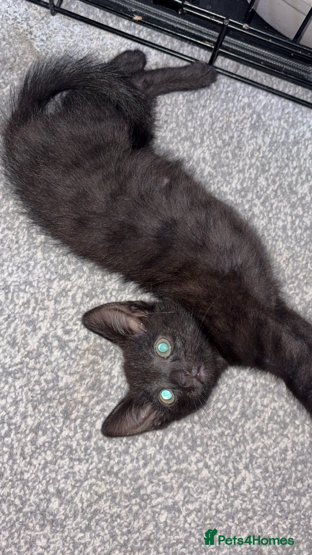 Mixed Breed cats for sale: Mother and daughter  - Image 2