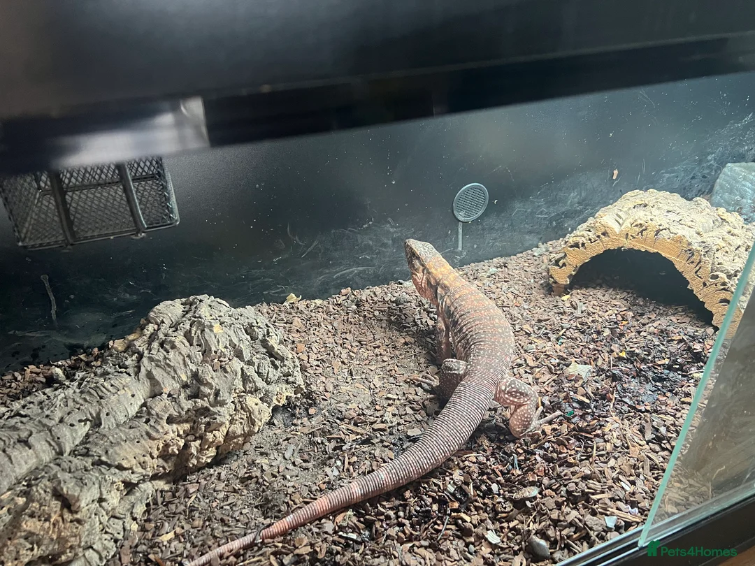 Monitor reptiles for sale: Red Tegu monitor in Braintree - Advert 5