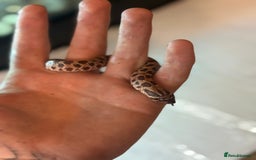 Python Snake reptiles for sale: CHECK DESCRIPTION !!! - Image 6