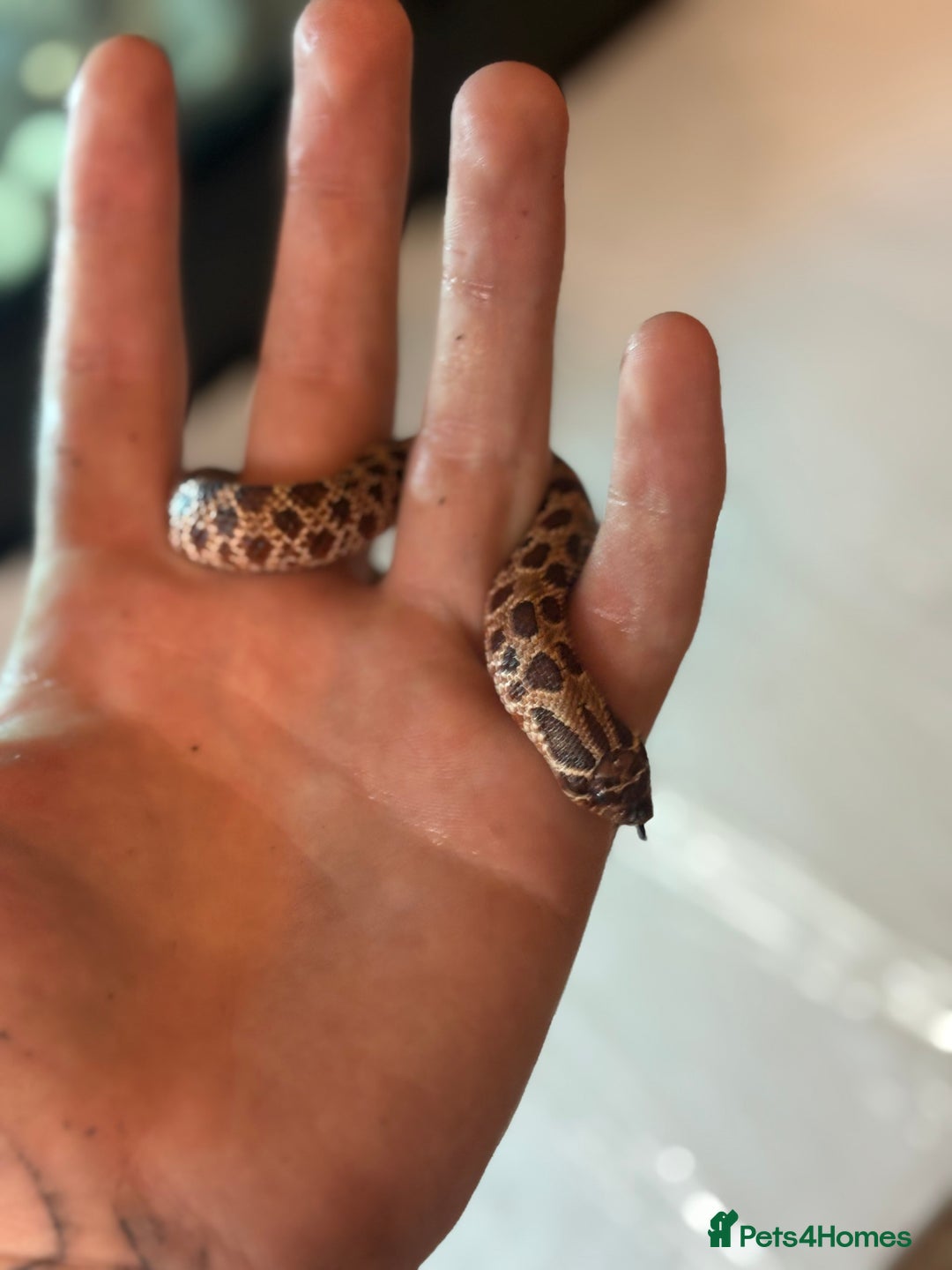 Python Snake reptiles for sale: CHECK DESCRIPTION !!! - Image 6