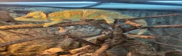 Chameleon reptiles for sale: Male Chameleon  in Liverpool - Advert 2
