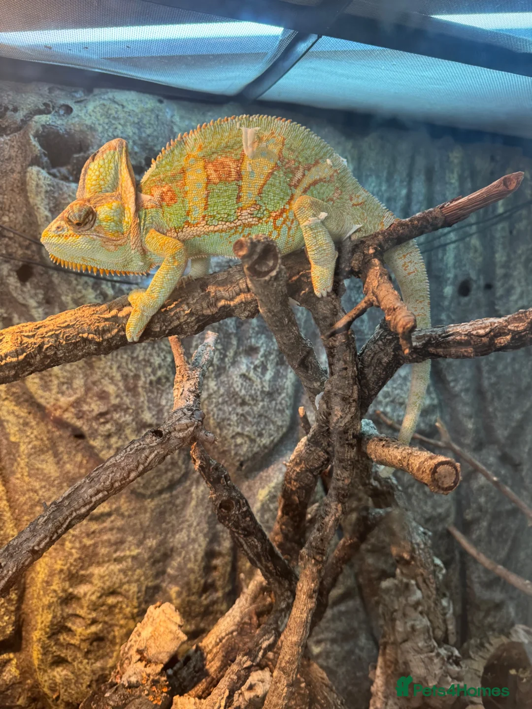 Chameleon reptiles for sale: Male Chameleon  in Liverpool - Advert 2