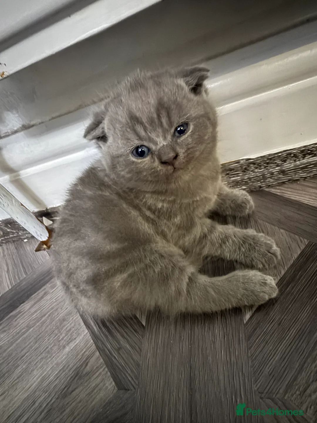 British Shorthair cats for sale: British shorthair snd scottish fold  - Advert 17