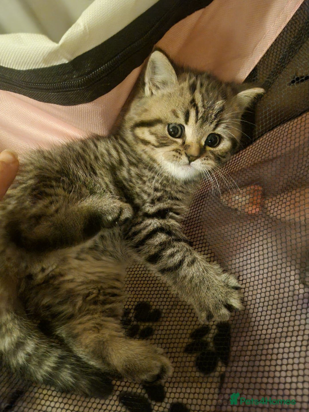 British Shorthair cats for sale: GCCF Purebred BSH kittens - Advert 2