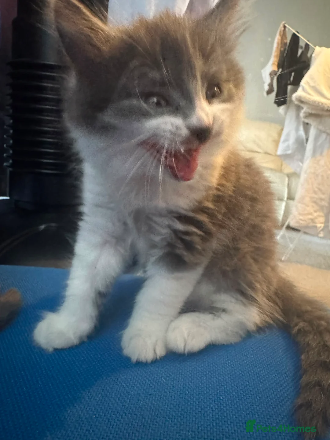 British Shorthair cats for sale: beautiful kittens in Stoke-on-Trent - Advert 8
