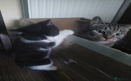 Mixed Breed cats for sale: What you can write about kittens?)Amazing and kind - Image 5