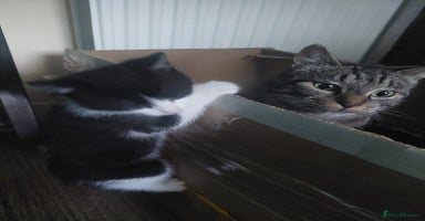 Mixed Breed cats - Advert 5