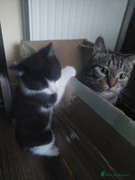 Mixed Breed cats - Advert 3
