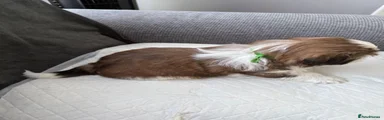 Shih Tzu 4