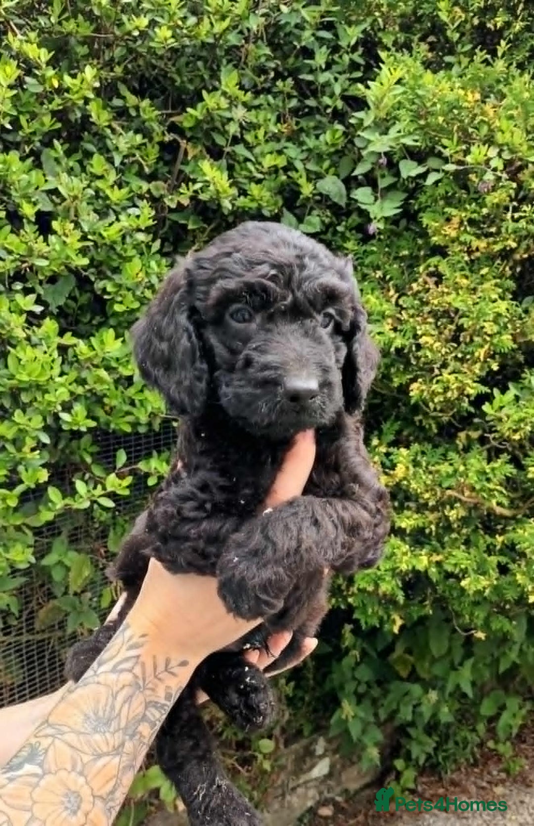 Cockapoo dogs for sale: F1b SPROODLES FROM 5* LICENCED BREEDER. - Image 2