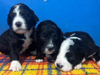 Bernedoodle dogs - Advert 2