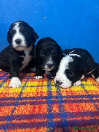 Bernedoodle dogs - Advert 1